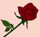 Dibujo Rosa pintado por Andromeda