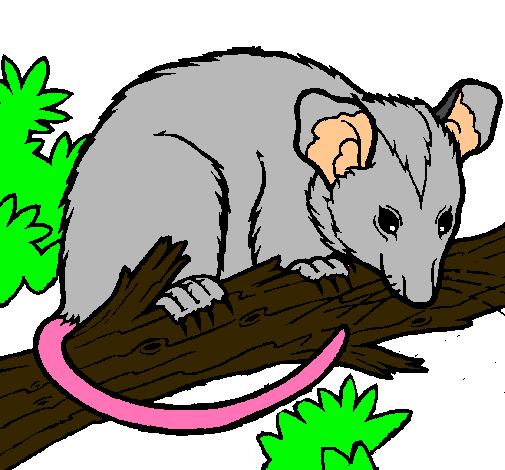 Ardilla possum