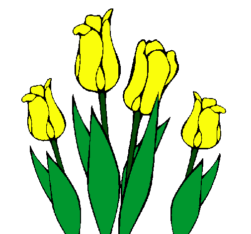 Tulipanes