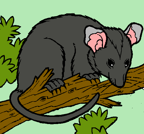 Ardilla possum