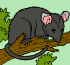 Dibujo Ardilla possum pintado por pelusa