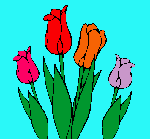 Tulipanes