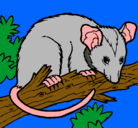 Dibujo Ardilla possum pintado por ylenia