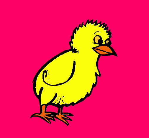 Pollito