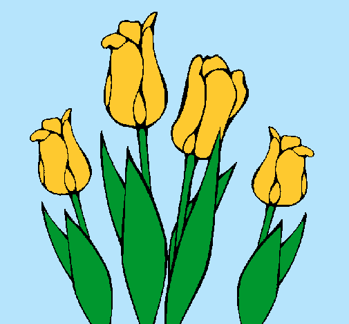 Tulipanes