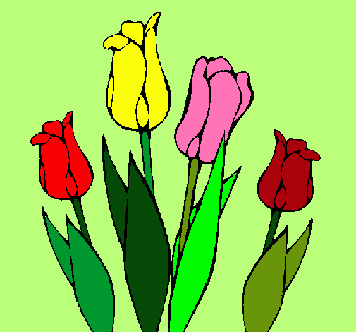 Tulipanes