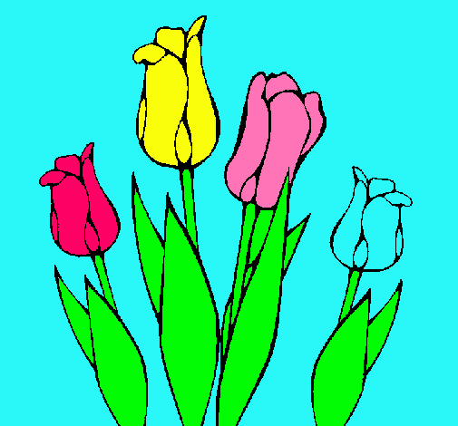 Tulipanes