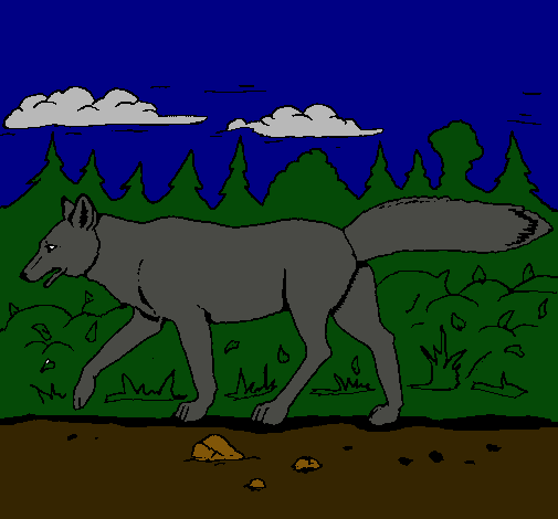 Coyote