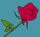 Dibujo Rosa pintado por 123455555678