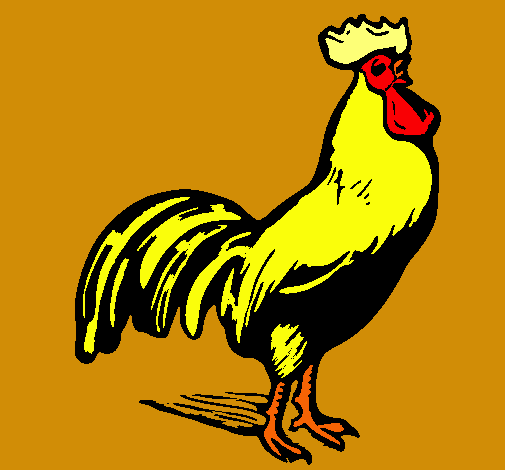 Gallo gallardo