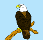 Dibujo Águila en una rama pintado por chumel