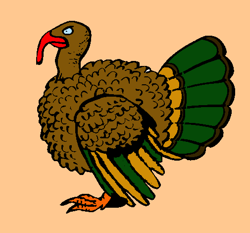 Pavo 