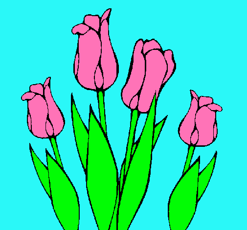 Tulipanes