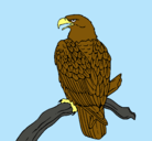 Dibujo Águila en una rama pintado por joseluis25