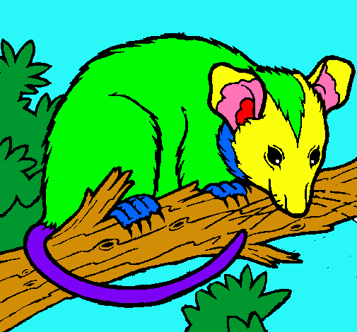 Ardilla possum