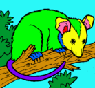Dibujo Ardilla possum pintado por chiara