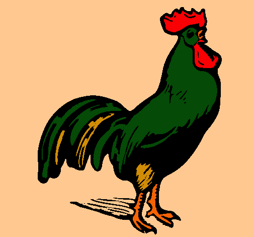 Gallo gallardo