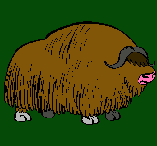 Bisonte