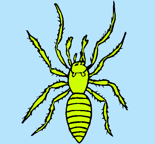 Araña tigre