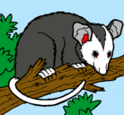 Dibujo Ardilla possum pintado por monto 12