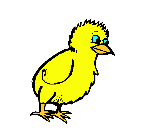 Pollito