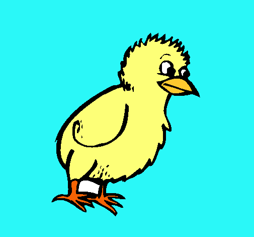 Pollito