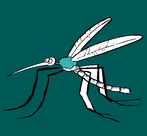 Mosquito