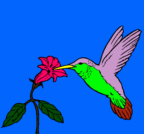 Colibrí y una flor