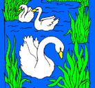 Dibujo Cisnes pintado por yilmara
