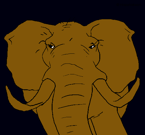 Elefante africano