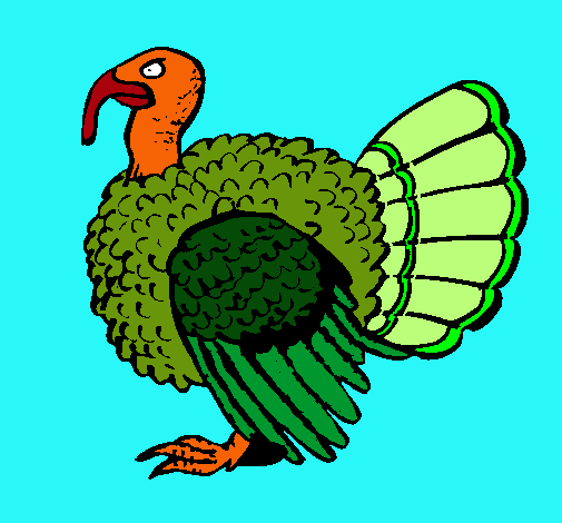 Pavo 