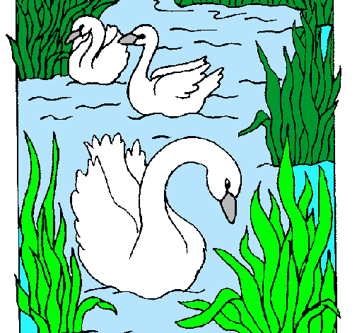 Cisnes