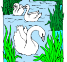 Dibujo Cisnes pintado por ana550003