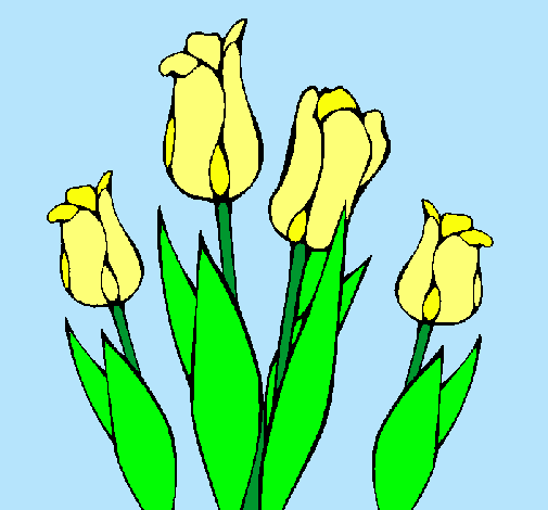 Tulipanes