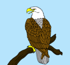 Dibujo Águila en una rama pintado por seron