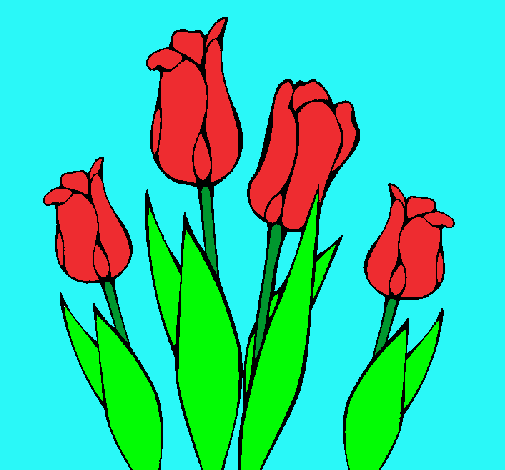 Tulipanes