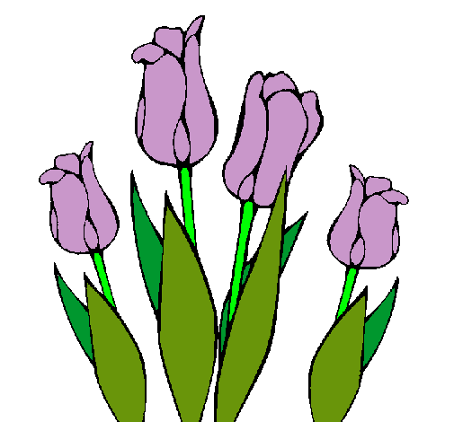 Tulipanes