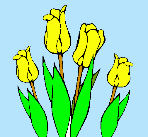 Tulipanes