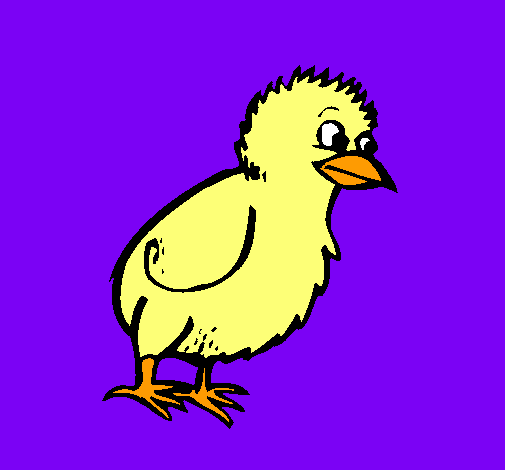 Pollito