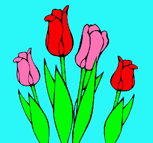 Tulipanes