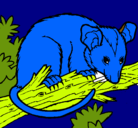 Dibujo Ardilla possum pintado por pupo
