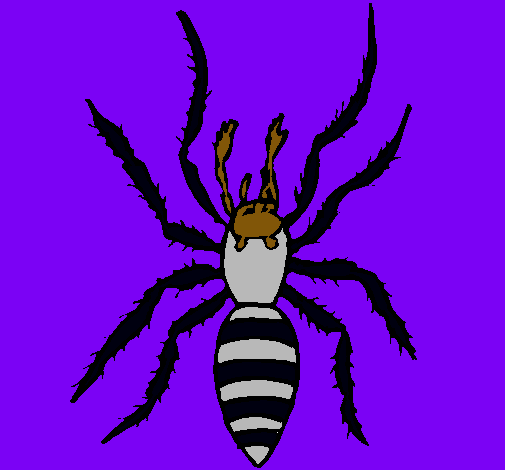 Araña tigre