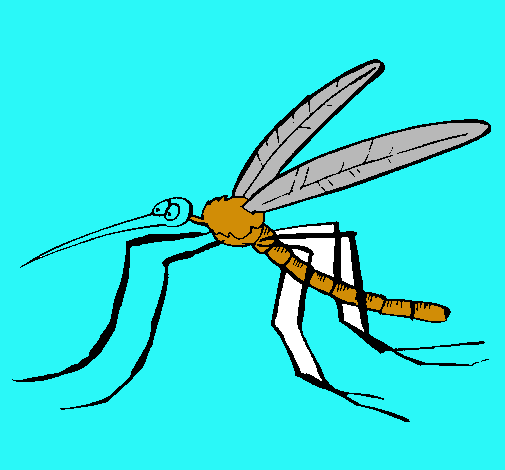 Mosquito