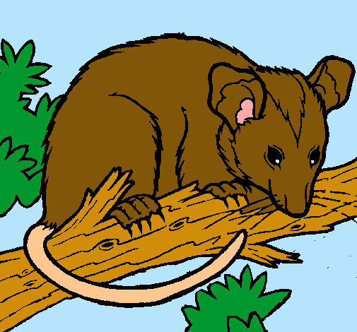 Ardilla possum