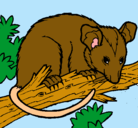 Dibujo Ardilla possum pintado por scraty