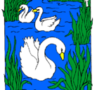 Dibujo Cisnes pintado por kimire