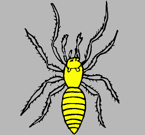 Araña tigre