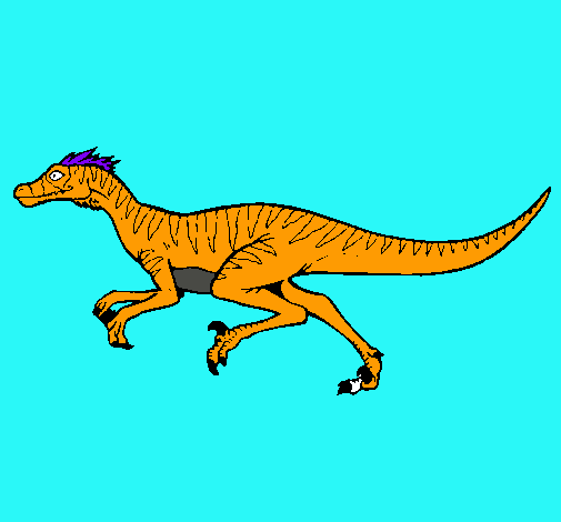 Velociraptor