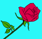 Dibujo Rosa pintado por bean_113