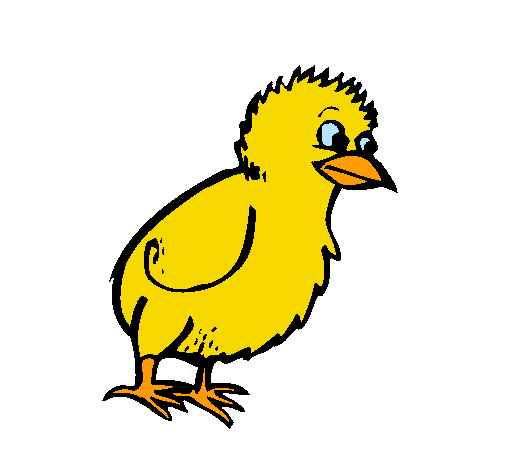 Pollito